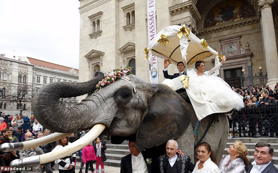 (تصاویر) عروس کشان منحصربه فرد در بوداپست