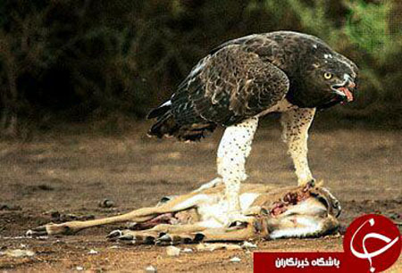 عقابی که به تصویربردار هم رحم نمی کند+تصاویر