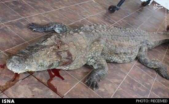تمساح، ورزشکار را خورد و کشته شد +عکس