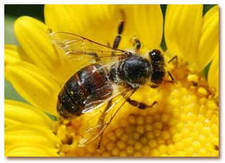 زنبورها جهان را پنج بار سریعتر از انسان می بینند