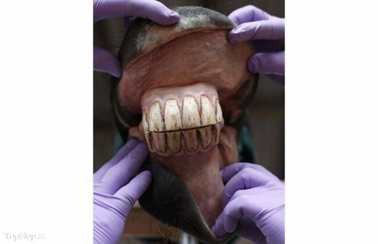 دندانپزشکی و جرم گیری دندان های اسب ها +عکس