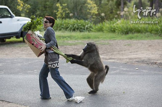 تصاویر: حمله و غارت میمون های سارق!