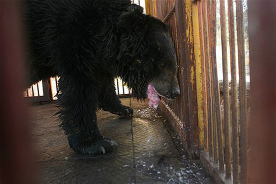 وضعیت اسفبار حیوانات یک باغ‌وحش + عکس