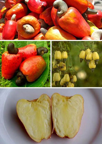 شکل اصلی و اولیه بادام هندی را ببینید +تصاویر