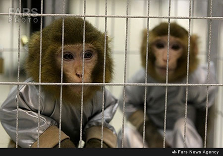 اخبار,اخبار علمی,دومین میمون فضایی ایران