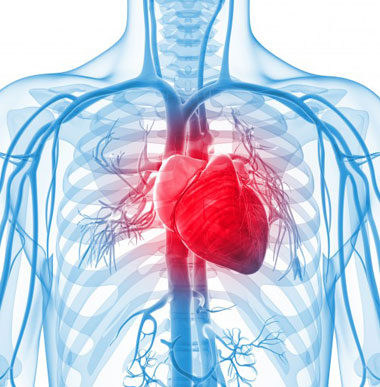 قلب, ساختار قلب, آناتومی قلب