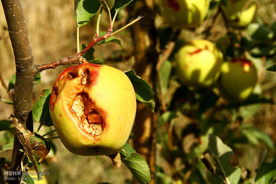 خسارت تگرگ به باغهای سیب میانه