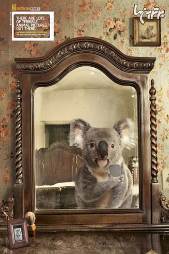 سلفی های جالب حیوانات در آینه