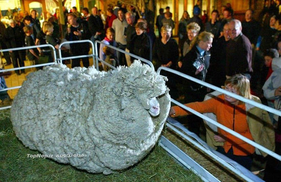 گوسفند فراری رکورد دار در کتاب گینس +عکس
