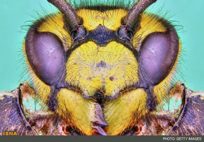 تصاویری از حشرات, تصاویری از نمای نزدیک حشرات