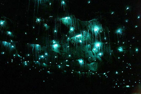 نمایش کرم های شب تاب,تجمع کرم های شب تاب در غار