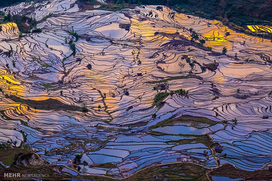 شالیزارهای برنج در چین