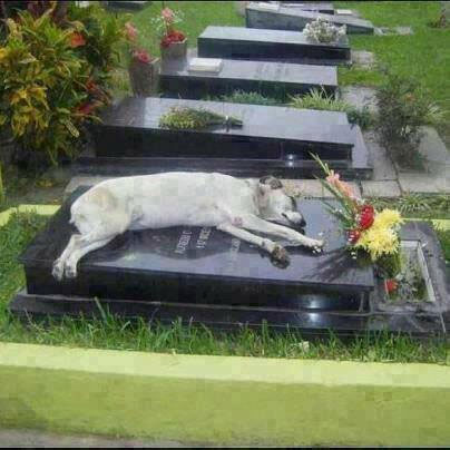سگی که هفت سال است روی قبر صاحبش می خوابد!