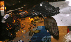 موش‌,جانوران موزی,مبارزه با موش های تهران