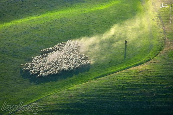 مناظر بسیار زیبا از چرای گوسفندان در مزارع ایتالیا