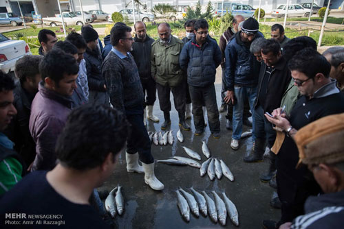 بازار ماهی فروشان ساری
