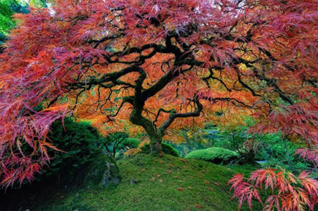 زیباترین درختان جهان,شگفت انگیز ترین درختان جهان,عجایب طبیعت