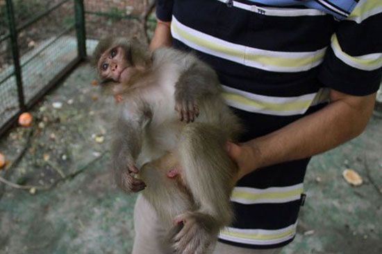 تب نگهداری رزوس به عنوان حیوان خانگی / خطر ابتلا به ایدز و هپاتیت با نگهداری میمون آسیایی