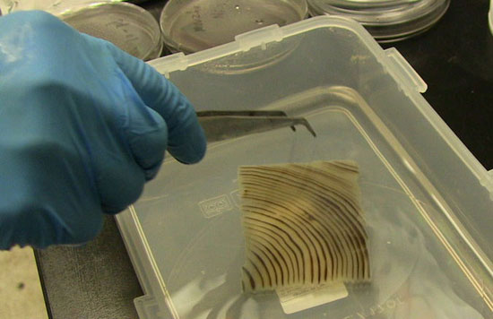 محققین دانشگاه مریلند نوعی چوب شفاف با استحکام بیشتر نسبت به شیشه ساخته اند