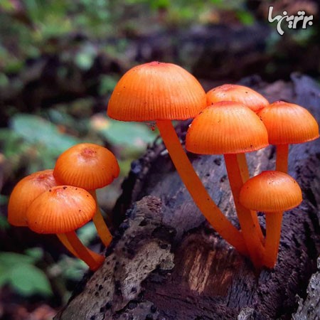 دنیای زیبا و عجیب قارچ ها