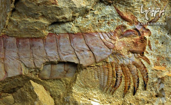 فسیل 500 میلیون ساله یک موجود غیرعادی!