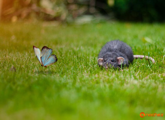تصاویر زیبا از بازی پروانه ها با حیوانات دیگر