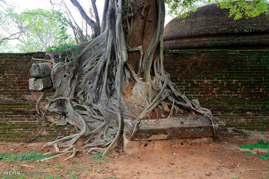 ریشه درختان در مناطق شهری
