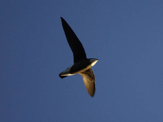 10 پرنده تیز پرواز جهان را بشناسید +عکس