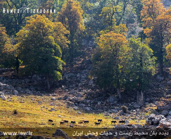 تصاویر زیبا و کم نظیر از حیات وحش مازندران