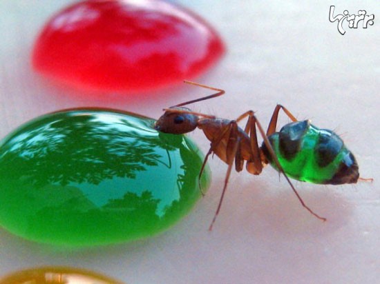 تصاویر دیدنی از مورچه های شفاف درحال خوردن مایعات رنگی