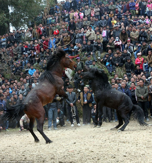 عکس/ نبرد خونین اسب‌ها در چین