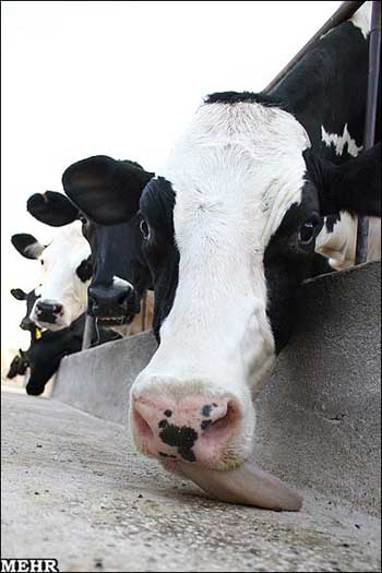 وضعیت دامداران,قیمت شیر