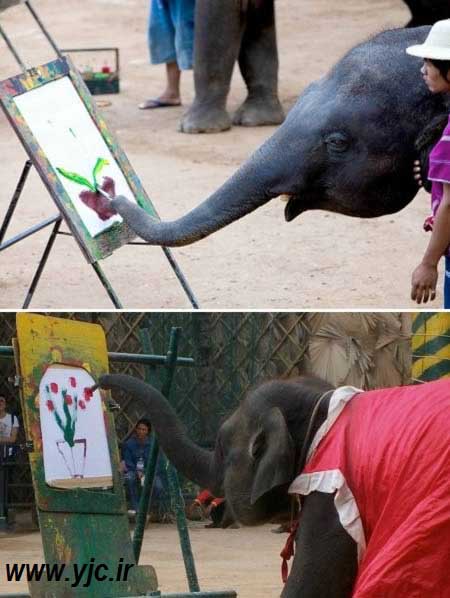 اخبار,اخبار گوناگون,تصاویر حیوانات هنرمند,عکس فیل نقاش