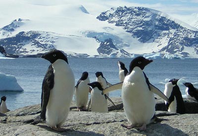 پنگوئن,انواع پنگوئن