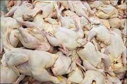 اخبار,اخبار اجتماعی ,آلودگی گوشت مرغ