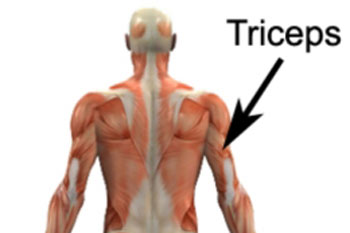 عضلات سه سر بازو, عضلات پشت بازو, تقویت عضلات سه سر بازو
