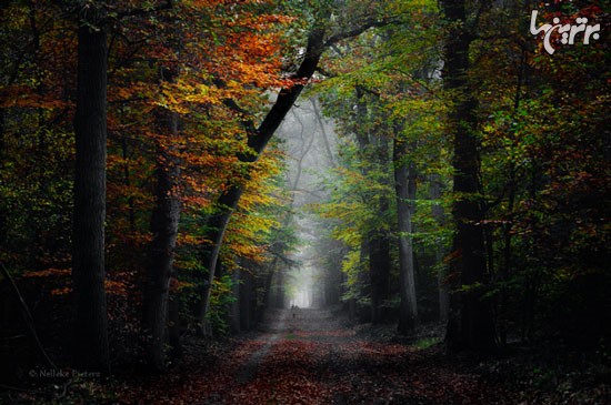 زیبایی سحرآمیز جنگل های هلند