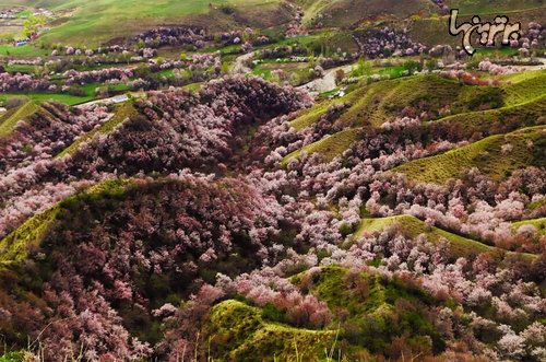 دریای شکوفه های زردآلو در چین!