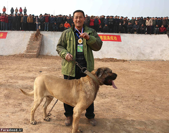 تصاویر/ نبرد خونین سگ‌ها برای انتخاب قوی‌ترین
