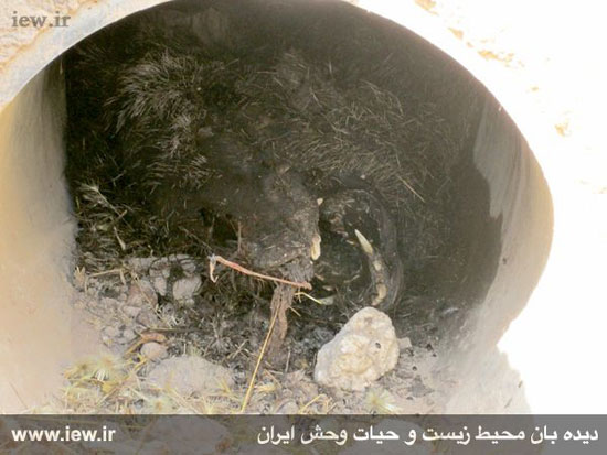 کشتار بی رحمانه ۲۰ خوک وحشی در شهرستان ایجرود زنجان + عکس