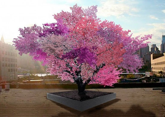 این درخت ۴۰ نوع میوه تولید می‌کند