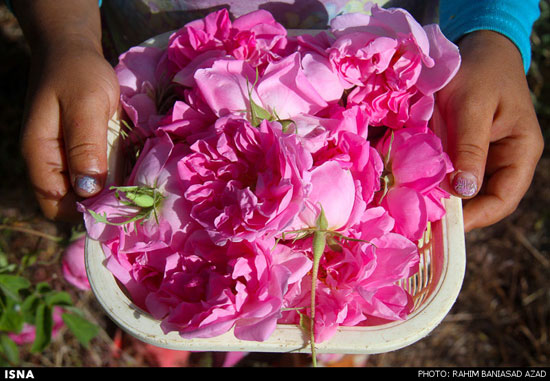 برداشت گل محمدی در لاله زار کرمان