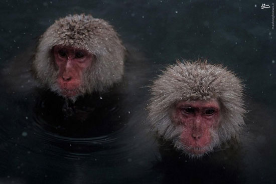 عکس/ آرامش میمون‌های برفی در حوضچه آب‌گرم