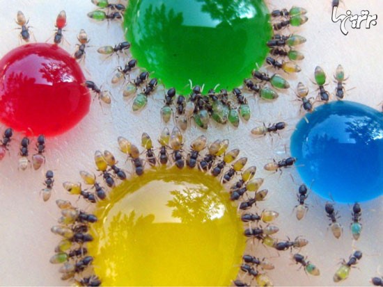 تصاویر دیدنی از مورچه های شفاف درحال خوردن مایعات رنگی