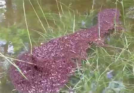 اخبار, اخبار گوناگون, روش عجیب مورچه‌ها برای زنده‌ ماندن در برابر سیل