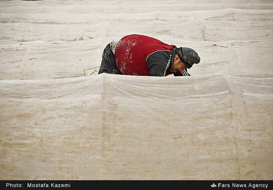 آماده سازی و خزانه گیری برنج در مازندران