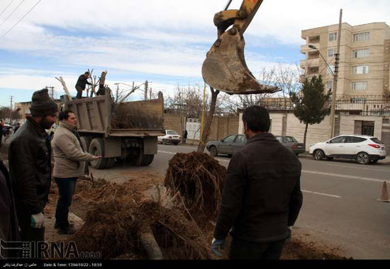 جابجایی درختان در زنجان