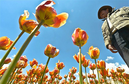 یک باغ گل لاله در چین