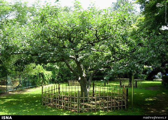 تصاویر / درخت سیب «نیوتن»
