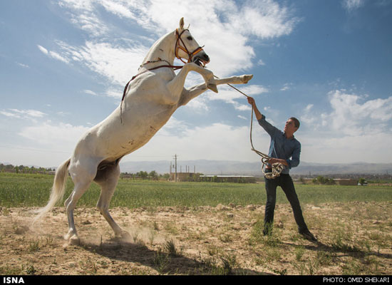 جشنواره زیبایی اسب اصیل ترکمن - بجنورد